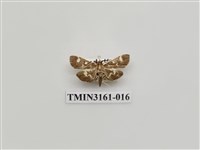 藏品(螟蛾327)的圖片